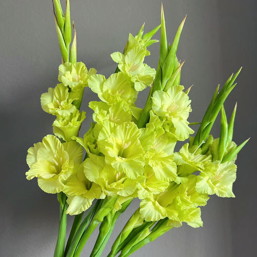 剑兰丨绿色丨10支 商品图1