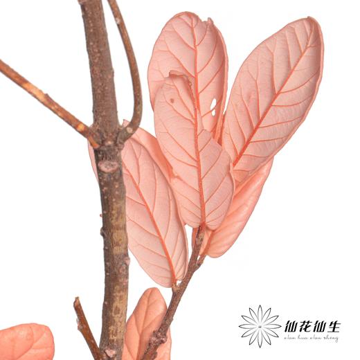 永生花材 | 黄金叶粉色 商品图2
