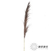 永生花材 | 铁杆芦苇咖色 商品缩略图1