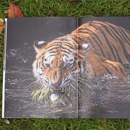 《归来的虎啸：东北虎调查纪实》 商品图6