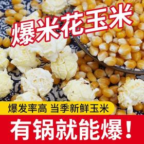 【买2送1，新疆乌苏爆米花玉米】一年一季，颗粒饱满，严格筛选，软糯弹滑，口感微甜玉米粒500克球形原料美式五谷杂粮