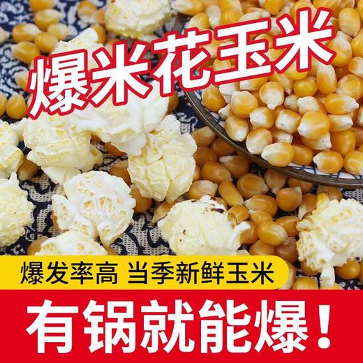 【买2送1，新疆乌苏爆米花玉米】一年一季，颗粒饱满，严格筛选，软糯弹滑，口感微甜玉米粒500克球形原料美式五谷杂粮 商品图0