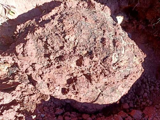 茯苓|云南永仁深山 商品图5