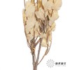 永生花材 | 黄金叶白色 商品缩略图3