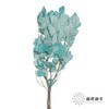 永生花材 | 黄金叶蓝色 商品缩略图1