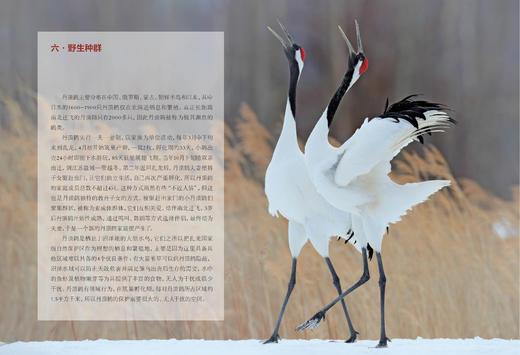 《风中的丹顶鹤：相伴“湿地仙子”的日子》 商品图9