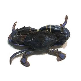 红夹子蟹(1000±50g)