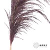 永生花材 | 铁杆芦苇紫色 商品缩略图1