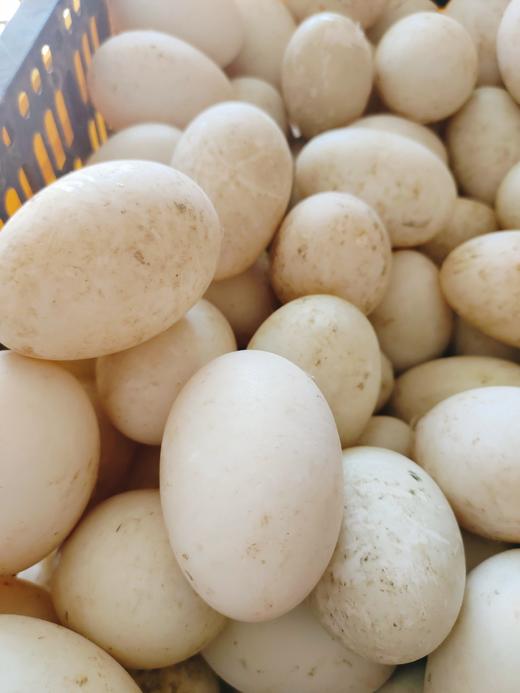 双黄白鸭蛋20枚 商品图0