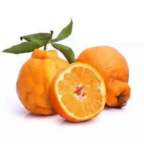 【早夜市特惠】不知火（小） 约500g/份