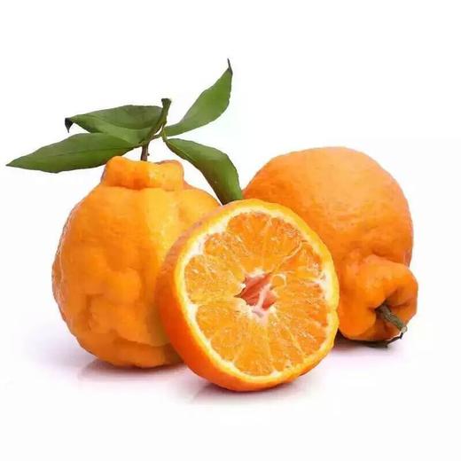 【早夜市特惠】不知火（小） 约500g/份 商品图0