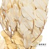永生花材 | 黄金叶白色 商品缩略图0