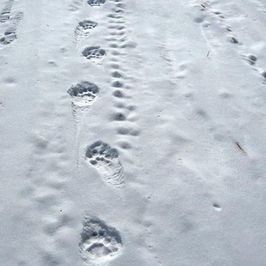 《归来的虎啸：东北虎调查纪实》 商品图9