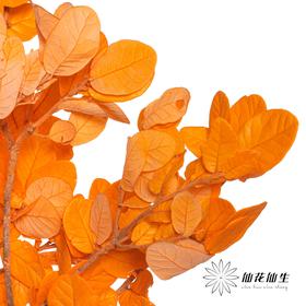 永生花材 | 黄金叶橙色