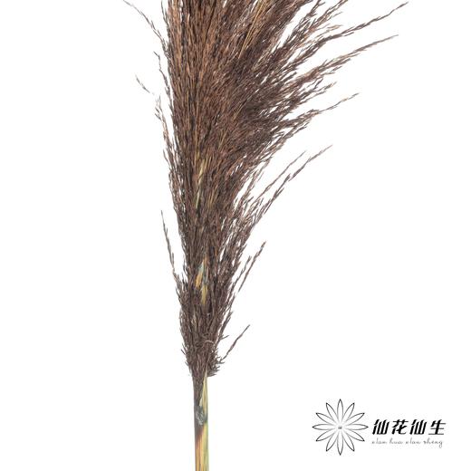 永生花材 | 铁杆芦苇咖色 商品图2