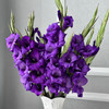 剑兰丨深紫丨10支 商品缩略图2