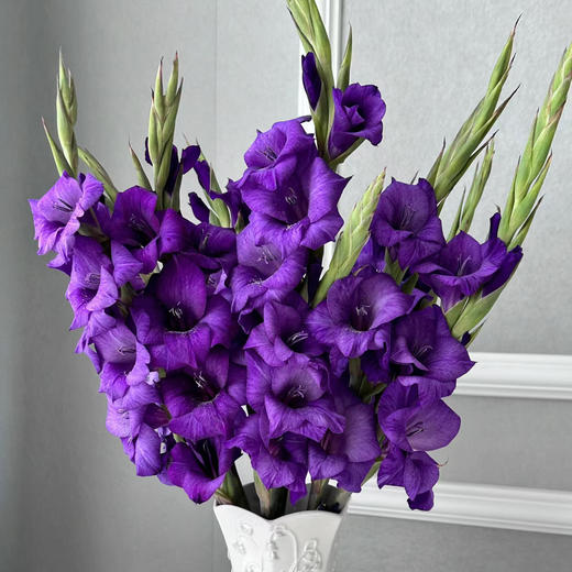 剑兰丨深紫丨10支 商品图2