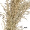 永生花材 | 铁杆芦苇原色 商品缩略图3