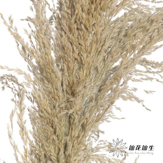 永生花材 | 铁杆芦苇原色 商品图3