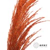 永生花材 | 铁杆芦苇橙色 商品缩略图3