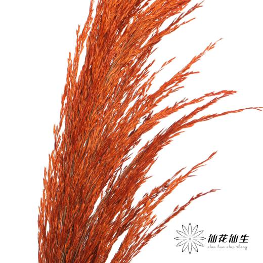 永生花材 | 铁杆芦苇橙色 商品图3