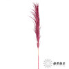 永生花材 | 铁杆芦苇玫红 商品缩略图2