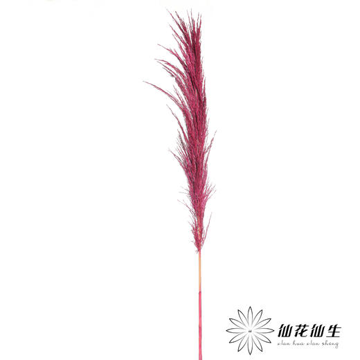 永生花材 | 铁杆芦苇玫红 商品图2