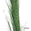 永生花材 | 铁杆芦苇绿色 商品缩略图0