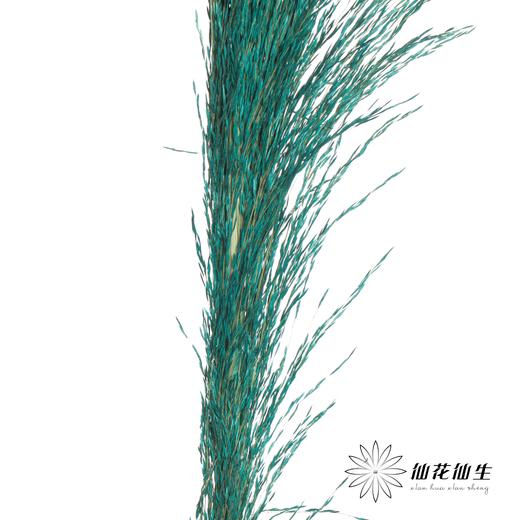 永生花材 | 铁杆芦苇宝蓝 商品图2