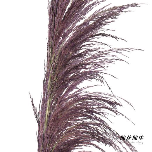 永生花材 | 铁杆芦苇紫色 商品图3