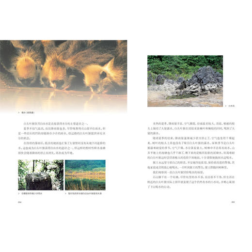 探秘喀斯特精灵——白头叶猴科考实录 商品图9