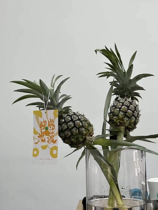 “动感光菠”水培菠萝（2个装） 商品图0