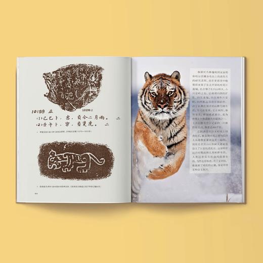《归来的虎啸：东北虎调查纪实》 商品图7