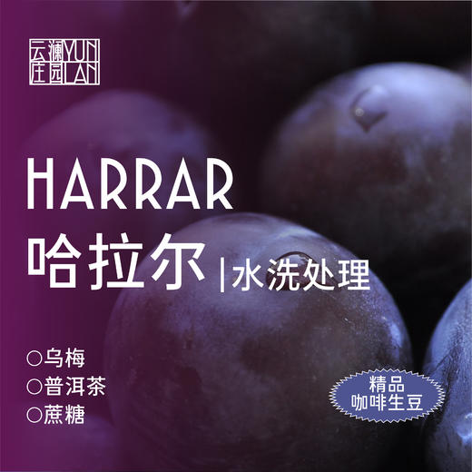 云澜庄园 精品咖啡生豆 哈拉尔 水洗  1KG（埃塞原生种）（该产品仅售3KG以内生豆产品，如需更多重量分开下单即可）（此商品不包邮，如需顺丰，需额外联系客服改运费价格） 商品图0