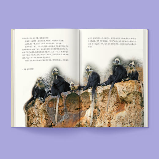 《探秘喀斯特精灵：白头叶猴科考实录》 商品图2