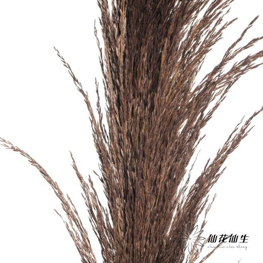 永生花材 | 铁杆芦苇咖色 商品图0