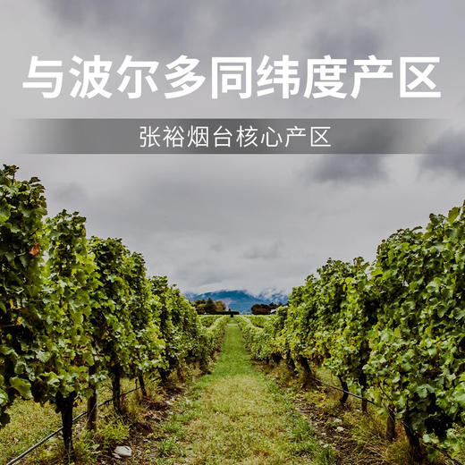 张裕特选级解百纳n118干红葡萄酒 整箱750ml*6瓶包邮 商品图4