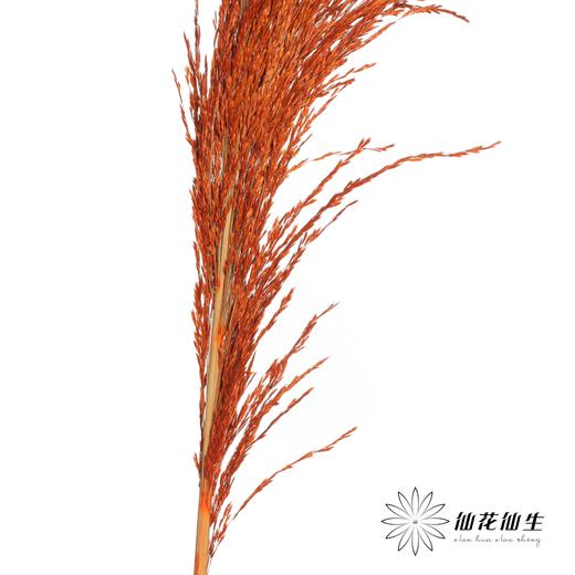 永生花材 | 铁杆芦苇橙色 商品图2