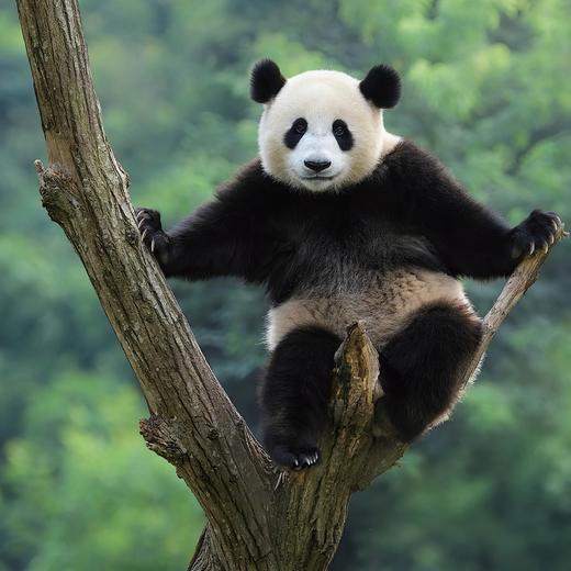 《寻踪国宝：走近大熊猫家族》 商品图9