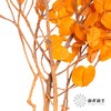 永生花材 | 黄金叶橙色 商品缩略图3