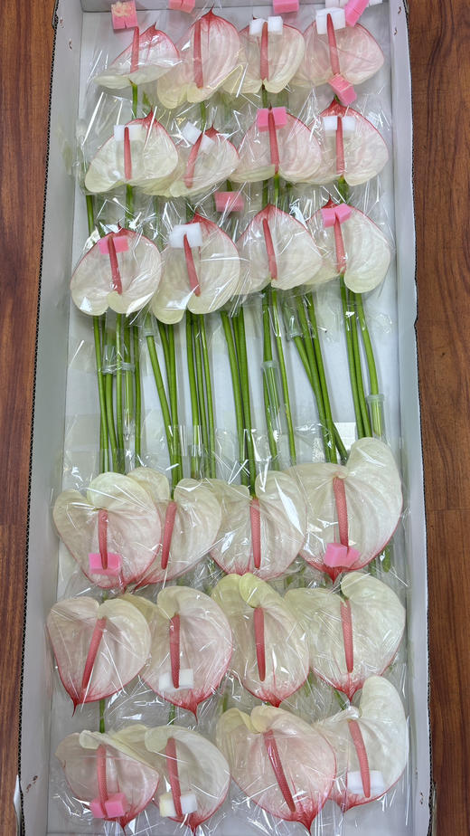 【绿光彩掌】科赛克 商品图9