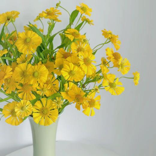 配花丨油画小菊【单拍不发】 商品图1