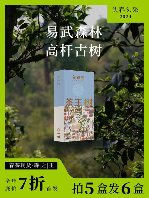 2024茶王树 春茶7折现货 普洱茶生茶 14g/盒 商品图0