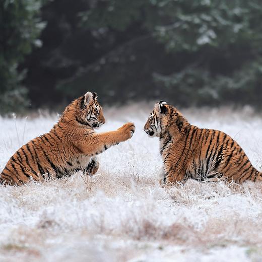 《归来的虎啸：东北虎调查纪实》 商品图8