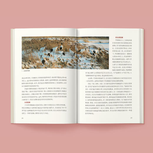 《风中的丹顶鹤：相伴“湿地仙子”的日子》 商品图4