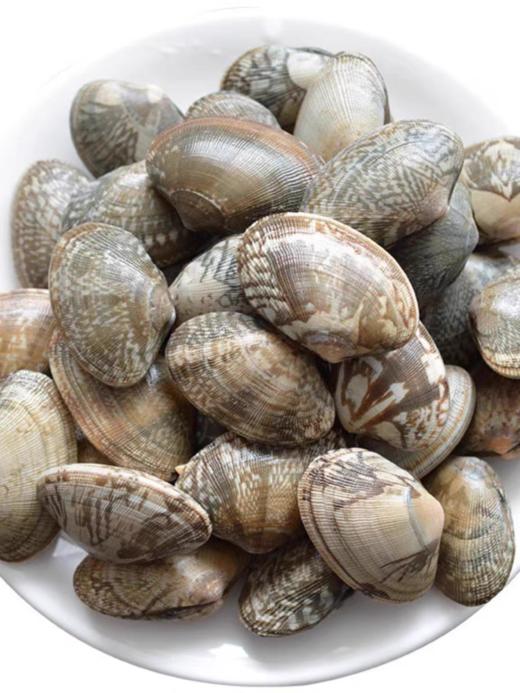 青岛特产鲜活大哈蜊红岛花蛤蜊贝类海鲜野生海鲜鲜活蛤蜊 商品图2