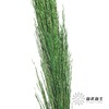 永生花材 | 铁杆芦苇绿色 商品缩略图2
