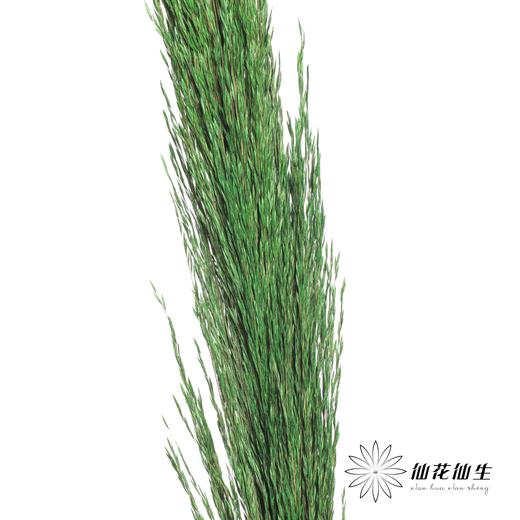 永生花材 | 铁杆芦苇绿色 商品图2