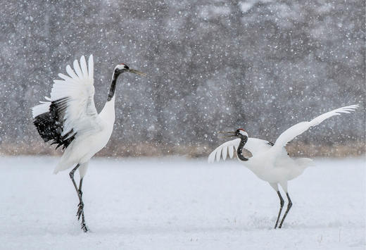 《风中的丹顶鹤：相伴“湿地仙子”的日子》 商品图8