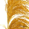 永生花材 | 铁杆芦苇黄色 商品缩略图3